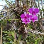 Dendrobium bigibbum Flors