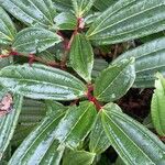 Viburnum davidiLeaf