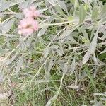 Tessaria integrifolia Blüte