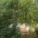 Sophora japonicaФрукт