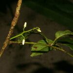 Guarea zarceroensis Λουλούδι