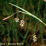 Carex magellanica Frutto