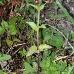 Scrophularia peregrina Habit