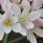 Allium roseum Flower