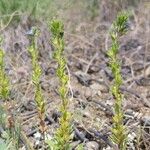 Veronica dillenii Habitus