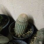 Echinocereus rigidissimus 叶