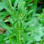 Galium aparine Lehti