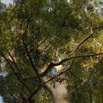 Eucalyptus saligna Habit