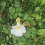 Thunbergia erecta Λουλούδι