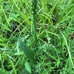 Platanthera blephariglottis 葉