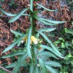 Digitalis laevigata Leaf