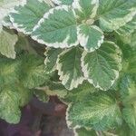Coleus madagascariensis Leaf