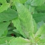 Oenothera laciniata List