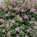 Syringa pubescens Habitat