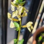 Eruca vesicaria Flower