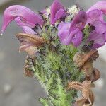 Pedicularis mixta Flower