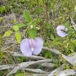 Centrosema virginianum Flower