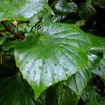 Begonia obliqua Máis