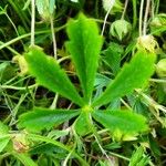 Potentilla heptaphylla Liść