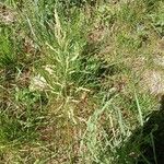 Poa pratensis Хабит