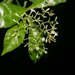 Psychotria orosiana Fruit