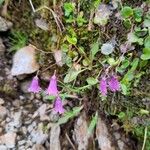 Soldanella pusilla Virág