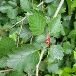 Crataegus douglasii Levél