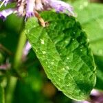 Agastache foeniculum Leaf