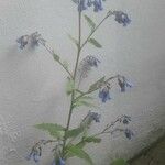 Symphytum × uplandicum Blomma