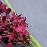 Bistorta amplexicaulis Flower