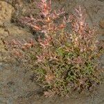 Salicornia procumbens Habitus