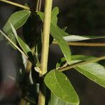 Desmodium cajanifolium Lapas