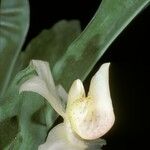 Stenia pallida Květ