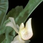 Stenia pallida Flower