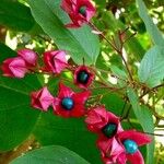 Clerodendrum trichotomum Frukt