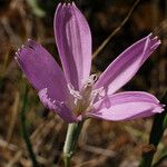 Lygodesmia grandiflora Flor