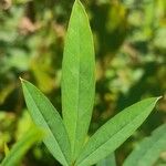 Crotalaria maypurensis Folla