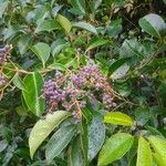 Ligustrum japonicum Blatt