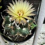 Coryphantha elephantidens Кветка