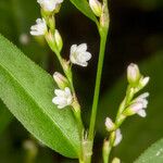 Persicaria hydropiper फूल