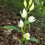 Cephalanthera damasonium Flor