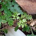 Polypodium cambricum Лист