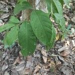 Lagerstroemia speciosaLiść