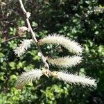 Salix lasiolepis Flower
