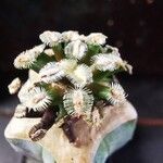 Mammillaria bertholdii