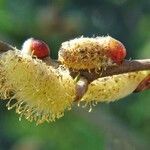 Salix caprea Květ