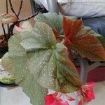 Begonia spp. Leaf