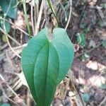 Dioscorea bulbifera Листок