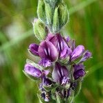 Hoita orbicularis Flower