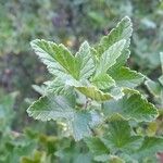 Ribes magellanicum Hoja